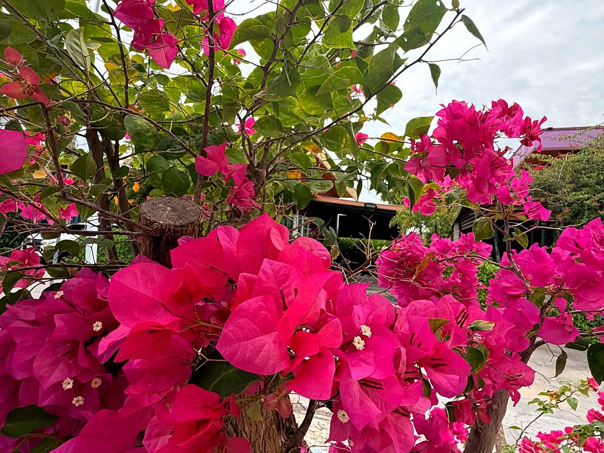 Pink blühende Bougainvillea im Garten des Resorts