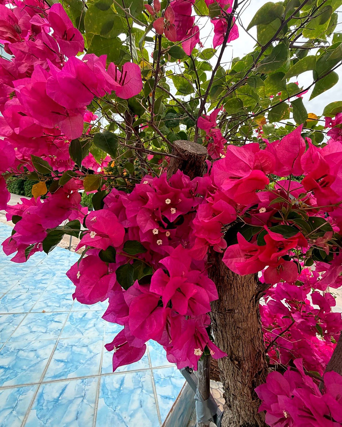 Bougainvillea über dem Pool